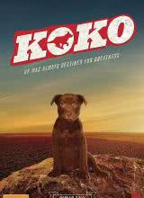 Koko:红犬历险记